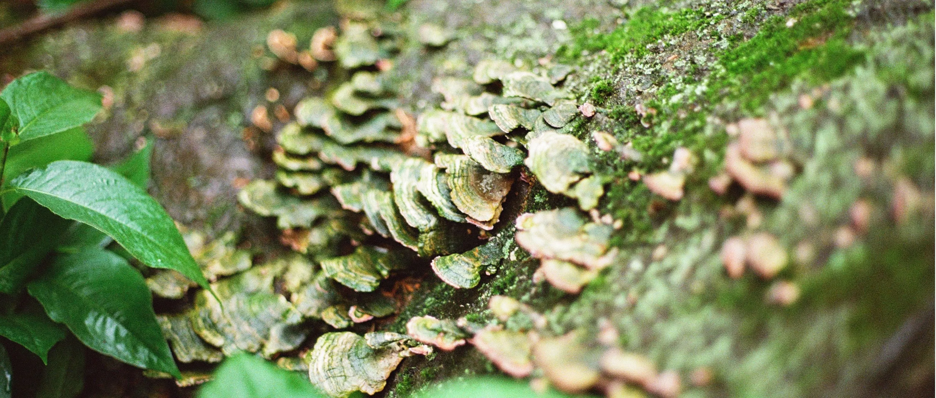 Fungus on a tree